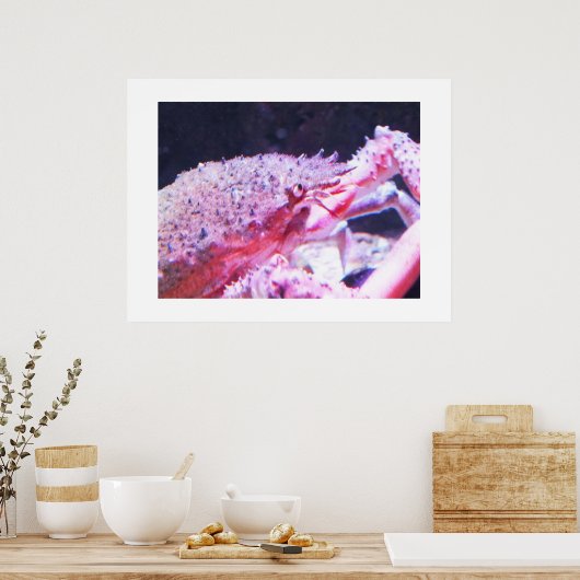 クモのカニの接写 ポスター (キッチン)