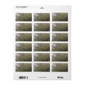 クモの巣 ラベル (フルシート)