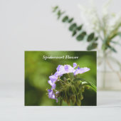 クモの花を示すマクロ画像 ポストカード (スタンド正面)
