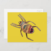 クモカラフルのクモの花 ポストカード (正面/裏面)