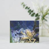 クモ日本のカニ ポストカード (スタンド正面)