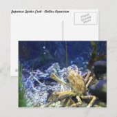 クモ日本のカニ ポストカード (正面/裏面)