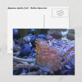 クモ日本のカニ ポストカード (正面/裏面)