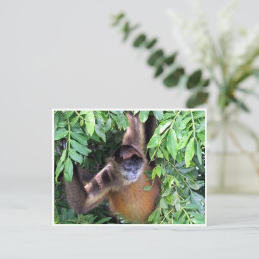 クモ類 ポストカード (スタンド正面)