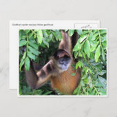 クモ類 ポストカード (正面/裏面)