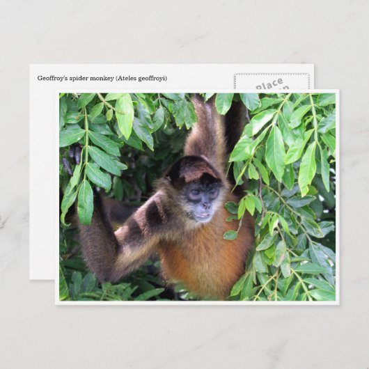 クモ類 ポストカード (正面/裏面)