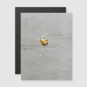 クモ (正面/裏面)