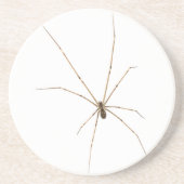 クモ コースター (正面)