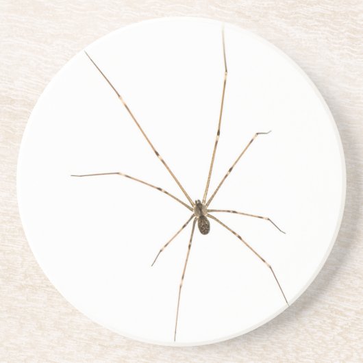 クモ コースター (正面)