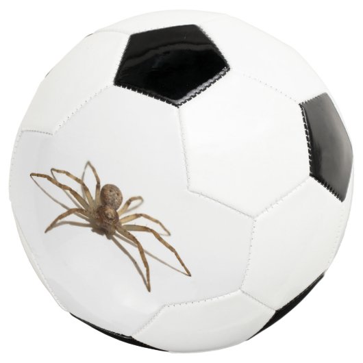 クモ サッカーボール (3/4)