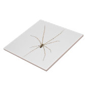 クモ タイル (側面)