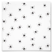 クモ フォトプリント            (正面)