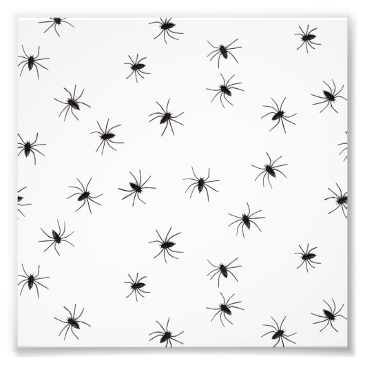 クモ フォトプリント            (正面)