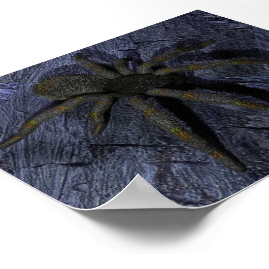 クモ ポスター (角)