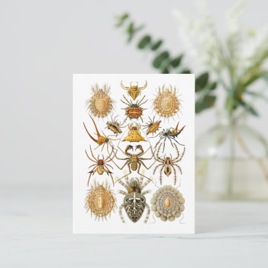 クモ ポストカード (スタンド正面)