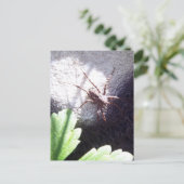 クモ ポストカード (スタンド正面)