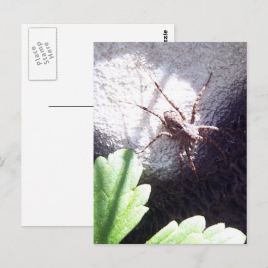 クモ ポストカード (正面/裏面)