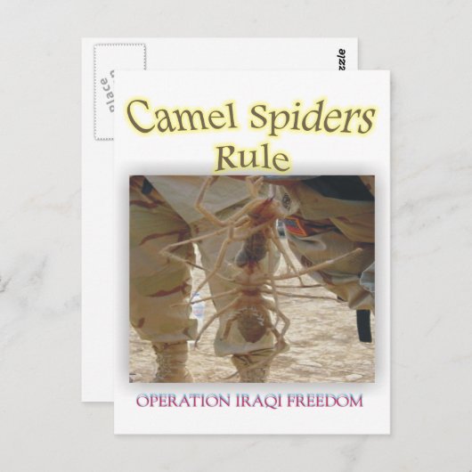 クモ ポストカード (正面/裏面)