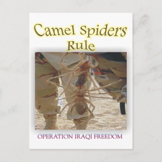 クモ ポストカード (正面)