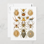 クモ ポストカード (正面/裏面)