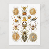 クモ ポストカード (正面)