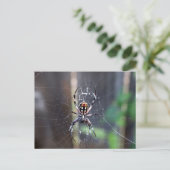 クモ ポストカード (スタンド正面)