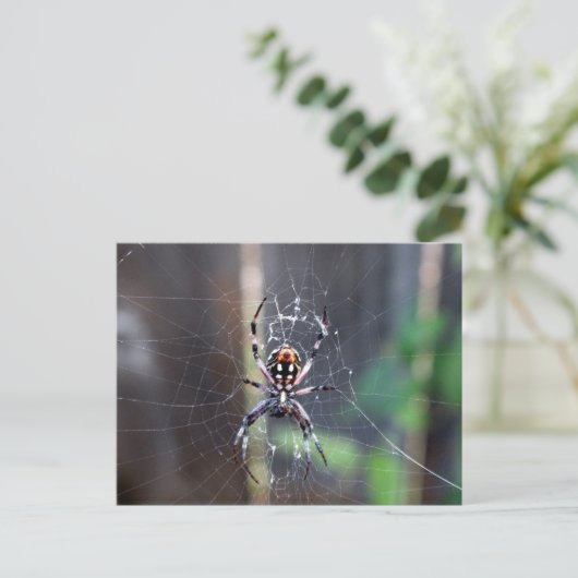 クモ ポストカード (スタンド正面)
