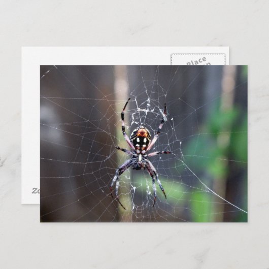 クモ ポストカード (正面/裏面)