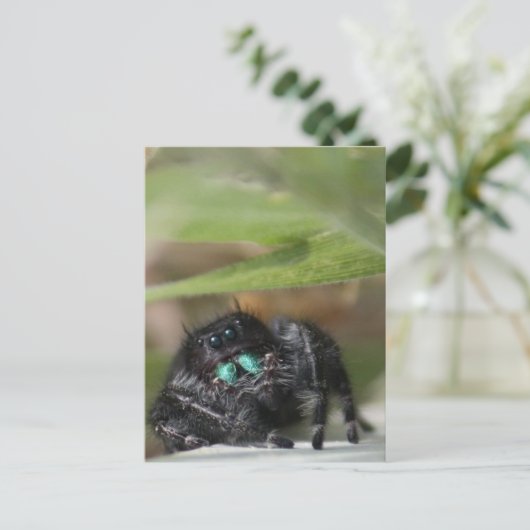 クモ! ポストカード (スタンド正面)