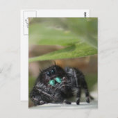 クモ！ ポストカード (正面/裏面)