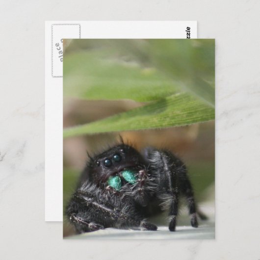 クモ！ ポストカード (正面/裏面)