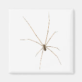 クモ マグネット (正面)