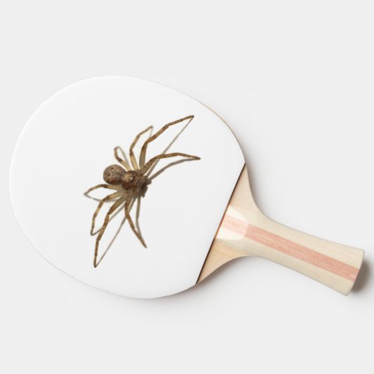 クモ 卓球ラケット (横)