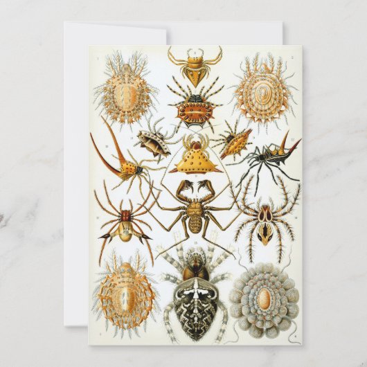 クモ 招待状 (正面)