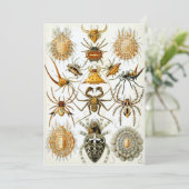 クモ 招待状 (スタンド正面)