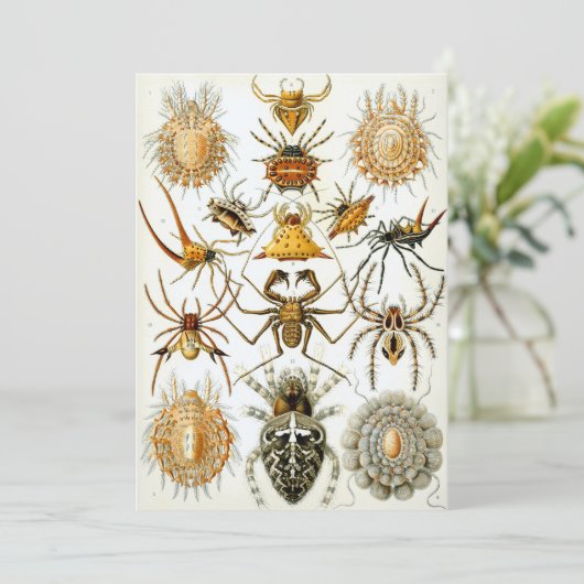 クモ 招待状 (スタンド正面)