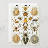 クモ 招待状 (正面/裏面)