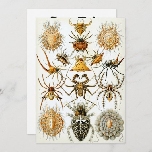 クモ 招待状 (正面/裏面)