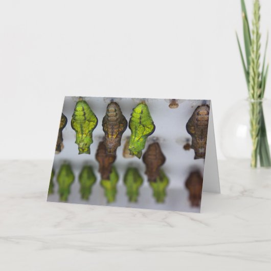 クライサリス誕生日カード カード (正面)