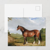 クライズデール種の種牡馬 ポストカード (正面/裏面)