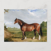 クライズデール種の種牡馬 ポストカード (正面)