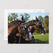 クライデスデールホースはがき ポストカード (正面/裏面)