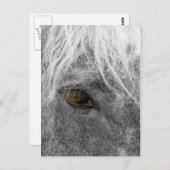 クライデスデールホース葉書 ポストカード (正面/裏面)