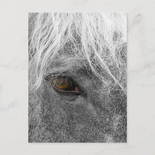 クライデスデールホース葉書 ポストカード (正面)