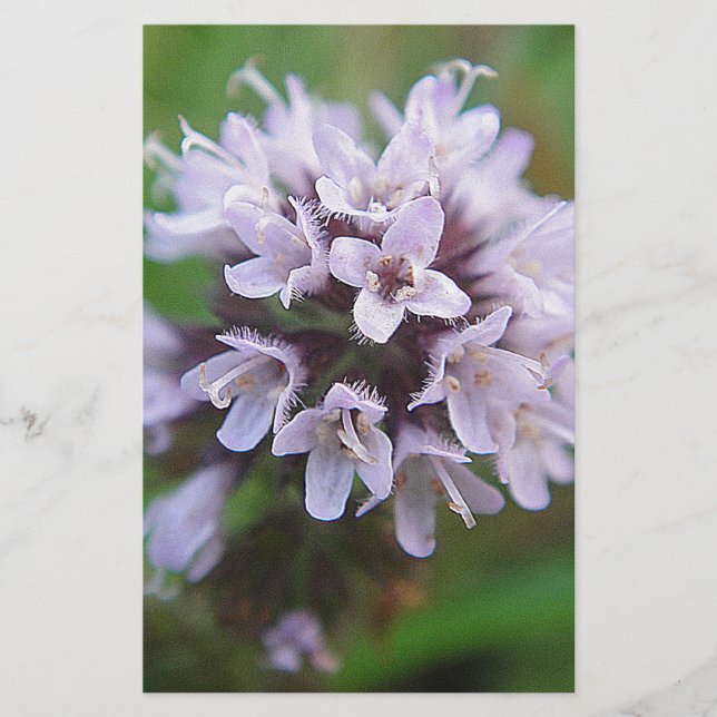 クライネリラブリュテン (正面)