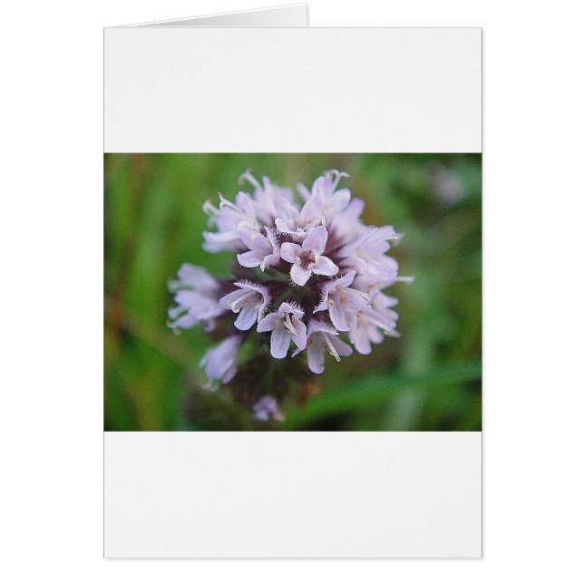 クライネリラブリュテン (正面)