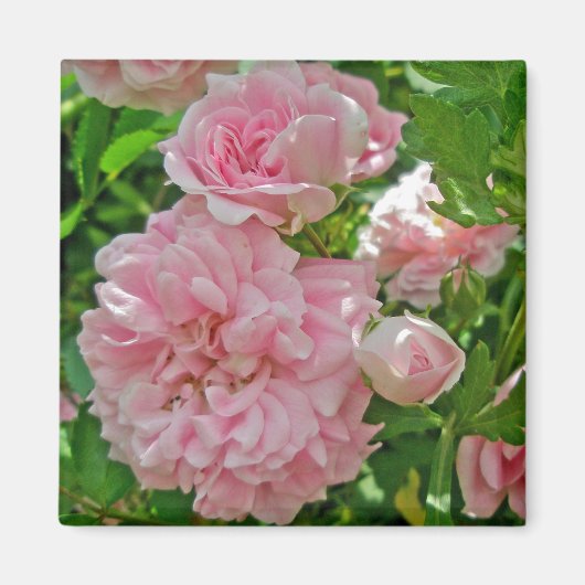 クライミングローズ マグネット (正面)