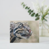 クラウディッドレパード ポストカード (スタンド正面)