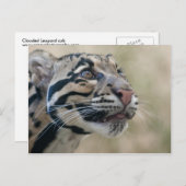クラウディッドレパード ポストカード (正面/裏面)
