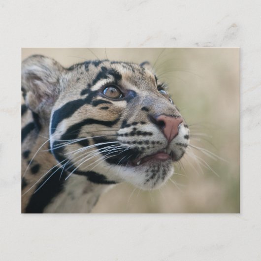 クラウディッドレパード ポストカード (正面)